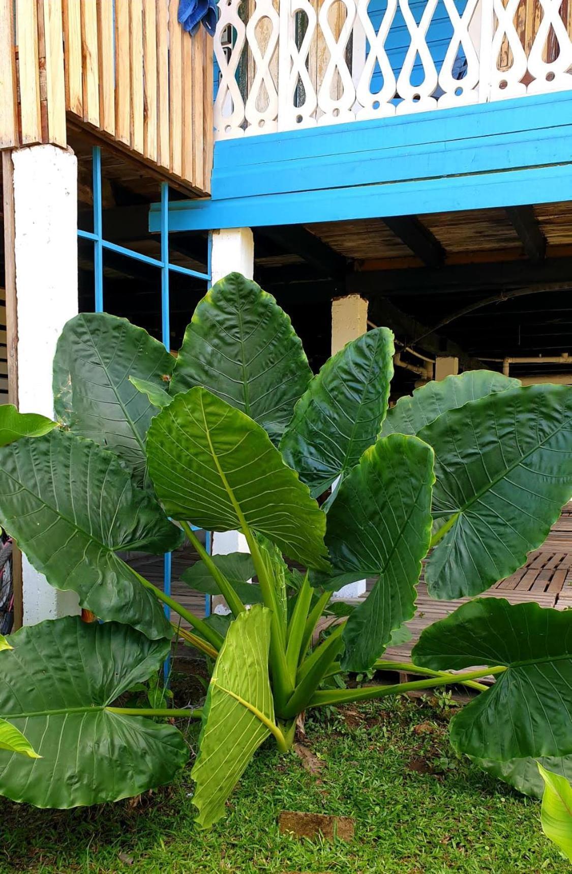 Hostel Old Bocasso Bocas del Toro Zewnętrze zdjęcie